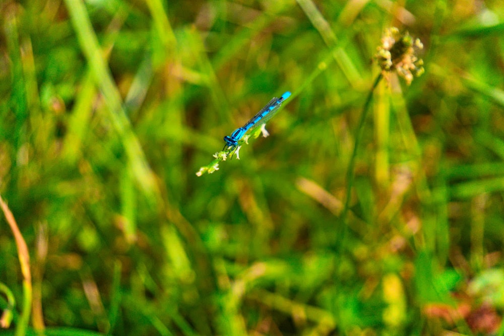 a blue dragonfly sitting on top of a blade of grass