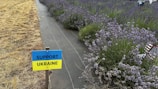 A small sign with the words 'Support Ukraine' against a divided backdrop featuring a field of lavender on one side and dry grass on the other. The lavender is lush and vibrant, while the grass is brown and parched. An American flag is partially visible among the lavender.