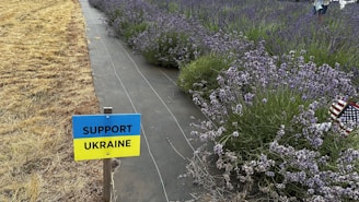 A small sign with the words 'Support Ukraine' against a divided backdrop featuring a field of lavender on one side and dry grass on the other. The lavender is lush and vibrant, while the grass is brown and parched. An American flag is partially visible among the lavender.