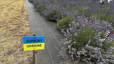 A small sign with the words 'Support Ukraine' against a divided backdrop featuring a field of lavender on one side and dry grass on the other. The lavender is lush and vibrant, while the grass is brown and parched. An American flag is partially visible among the lavender.