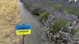 A small sign with the words 'Support Ukraine' against a divided backdrop featuring a field of lavender on one side and dry grass on the other. The lavender is lush and vibrant, while the grass is brown and parched. An American flag is partially visible among the lavender.