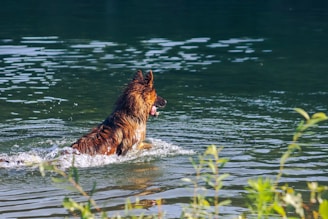 A determined rescue dog swimming towards a floating rescue dummy in a clear blue lake.