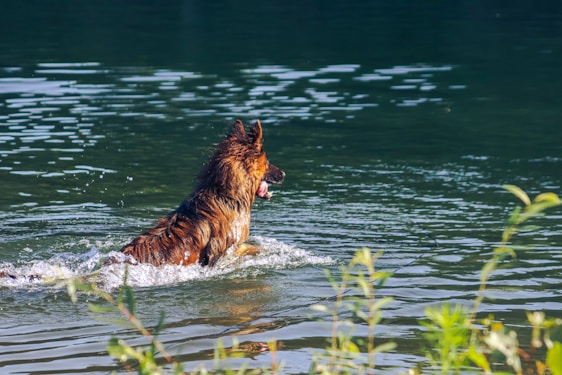 A determined rescue dog swimming towards a floating rescue dummy in a clear blue lake.