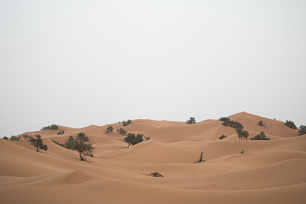 a group of trees in the middle of a desert