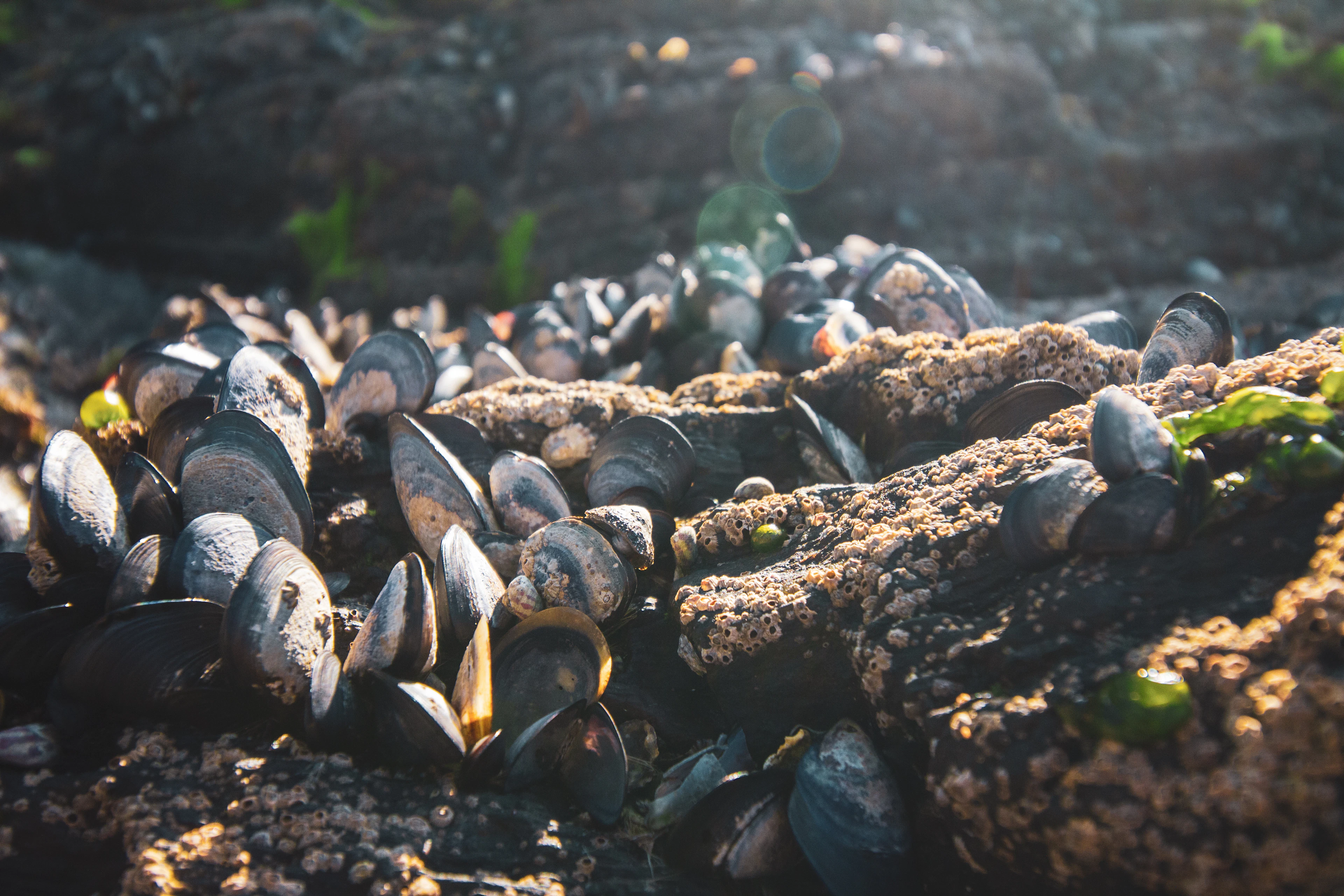 Wild mussels clustered on a sunlit rock at the water's edge.