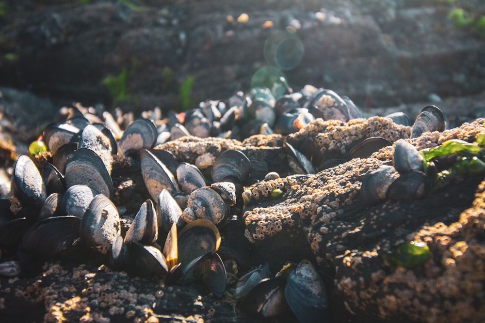 a bunch of mussels that are laying on the ground
