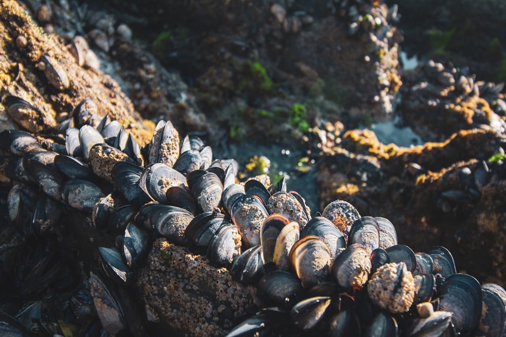 a bunch of clams on a rock near a body of water