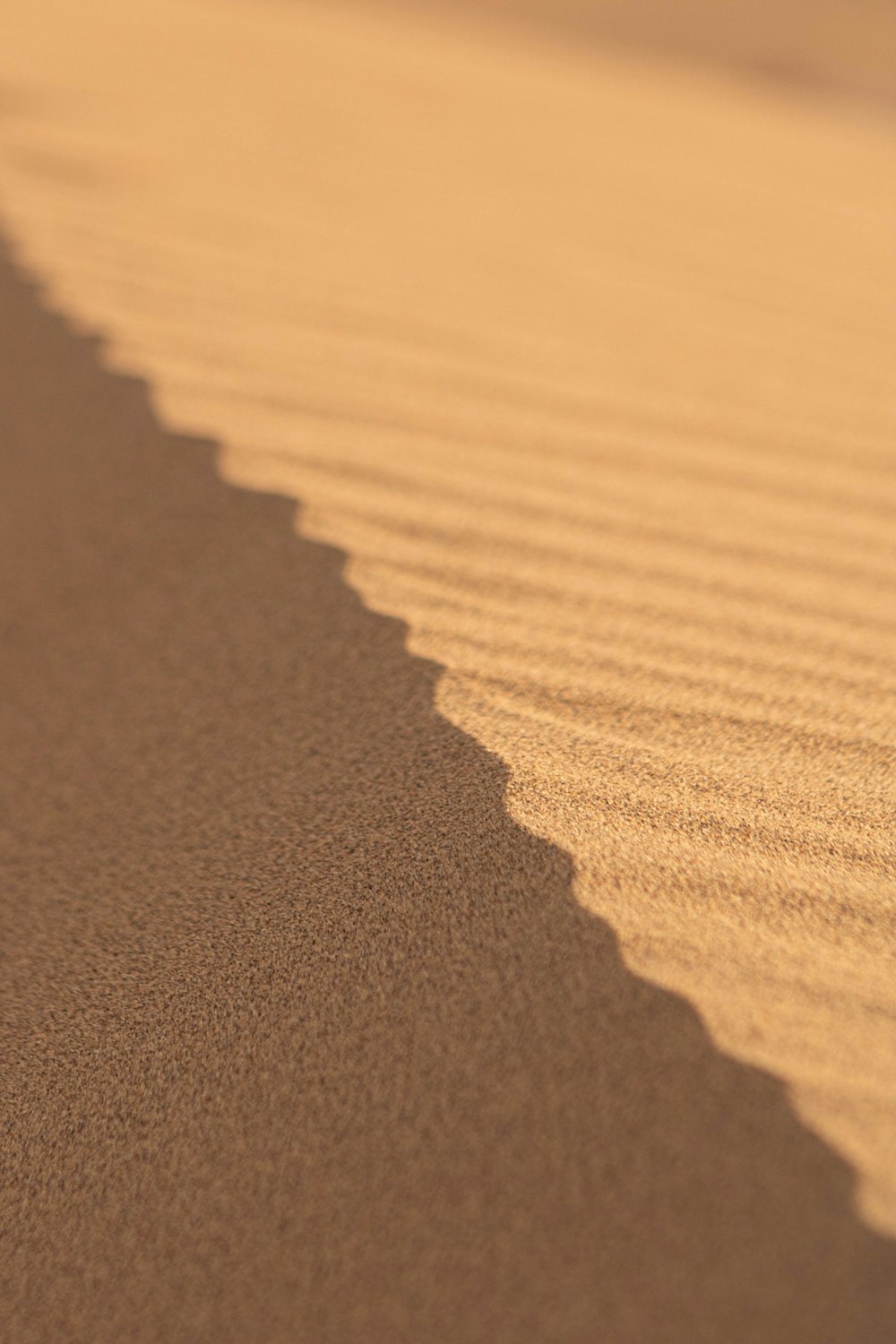 a bird is standing in the sand on the beach