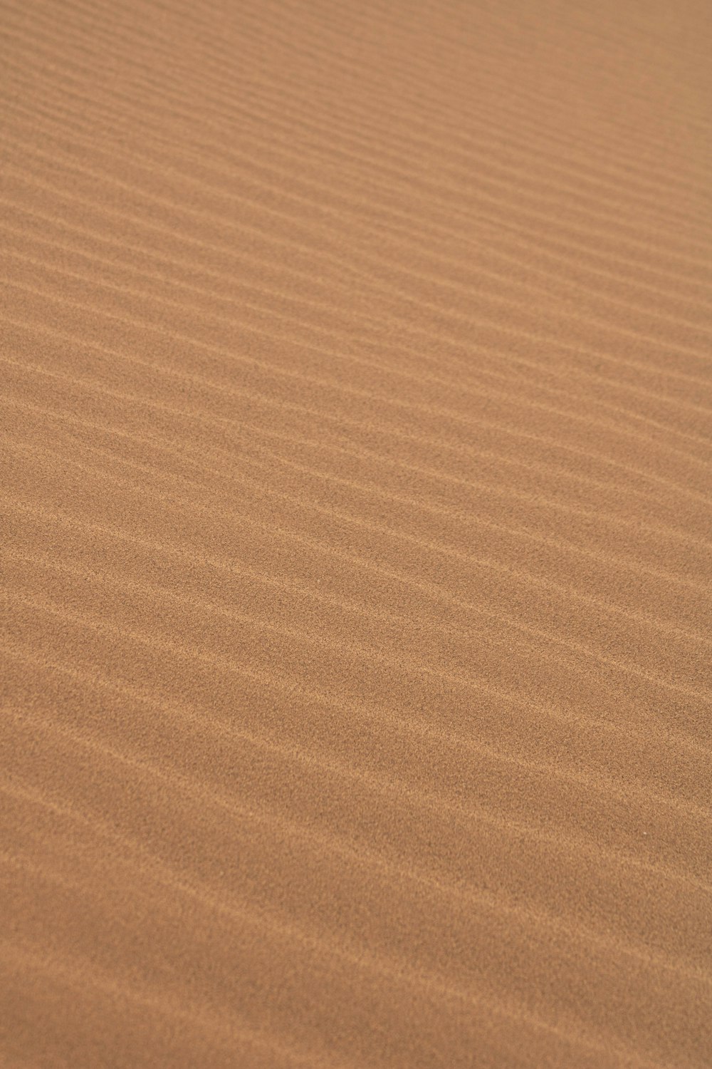 a bird is standing in the middle of a desert