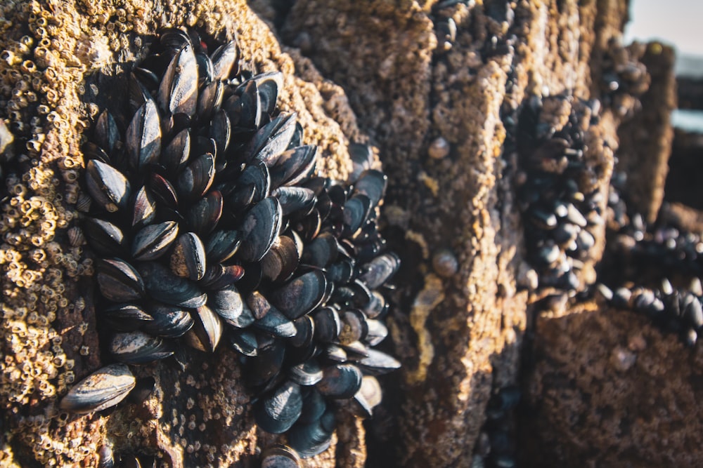 a close up of a bunch of rocks covered in shells