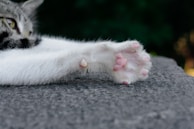 A close-up of a cat's paw reaching for a toy.