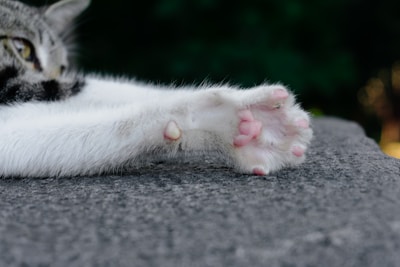 A close-up of a cat's outstretched paw on a textured surface. The paw is furry with pink pads, and part of the cat's face, including an ear and eye, is visible. The background is out of focus with a dark green hue, possibly foliage.