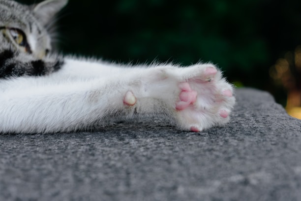 Close-up of a fluffy orange cat paw reaching out curiously.