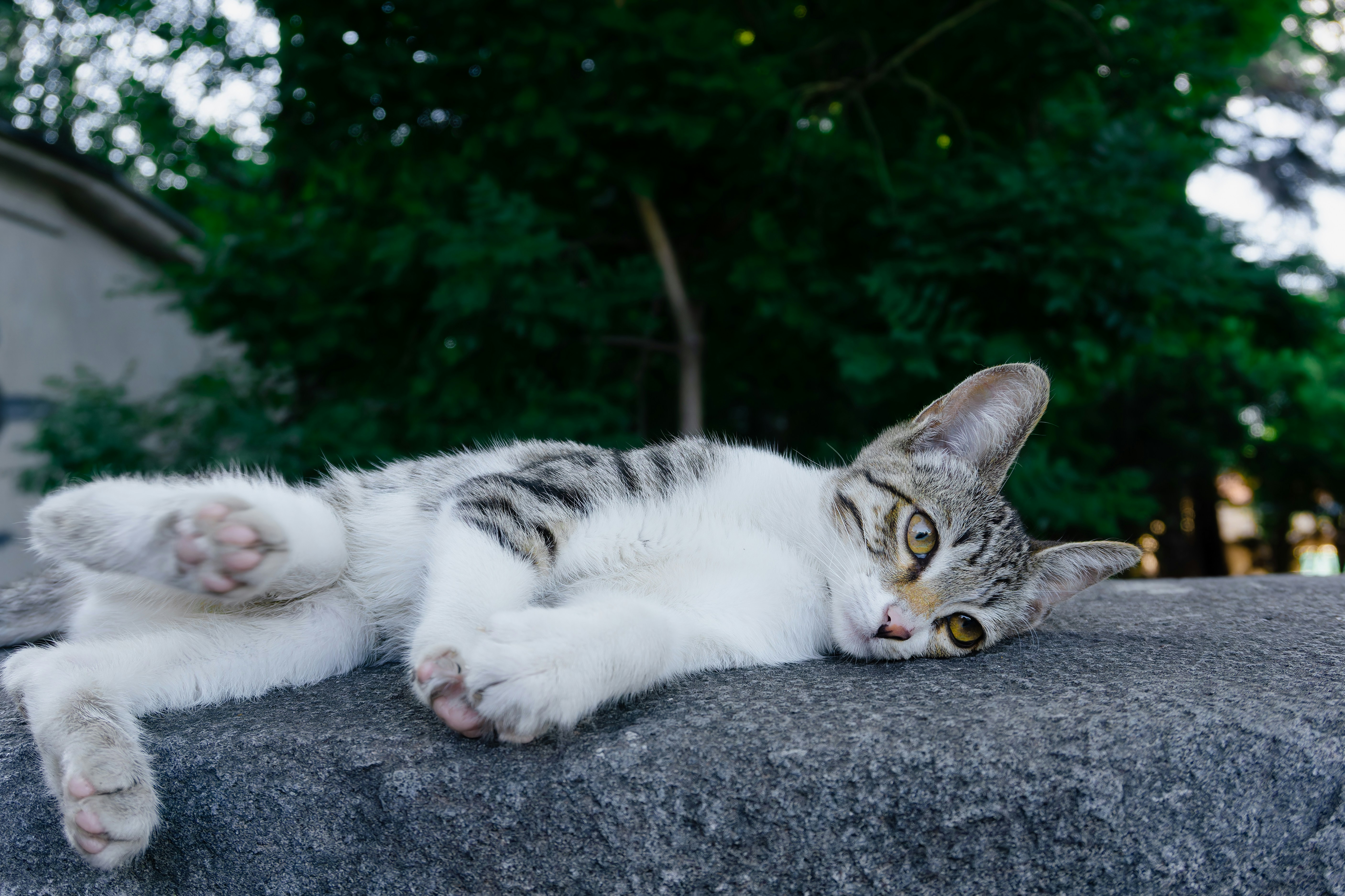 Un gatto grigio e bianco che giace sulla cima di una roccia