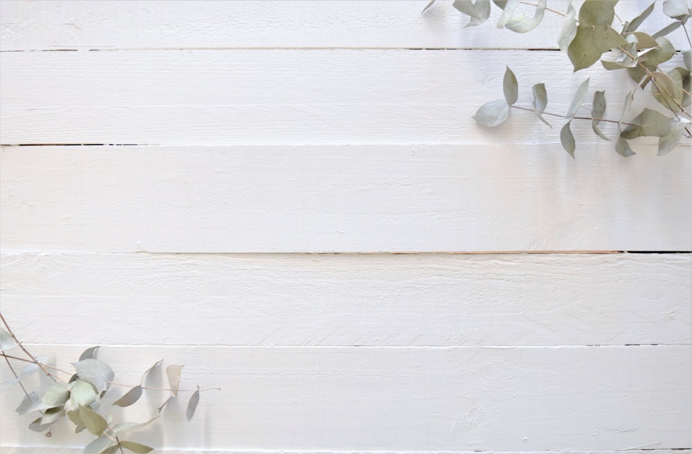 a white wooden wall with a plant on top of it