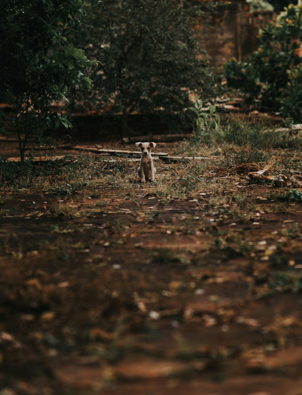 a dog standing in the middle of a forest