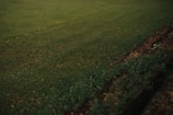 A lush, green lawn extends across most of the image, with a slightly darker pathway or ledge visible along the right side. The grass is well-maintained and even, with a few scattered leaves adding texture to the scene.