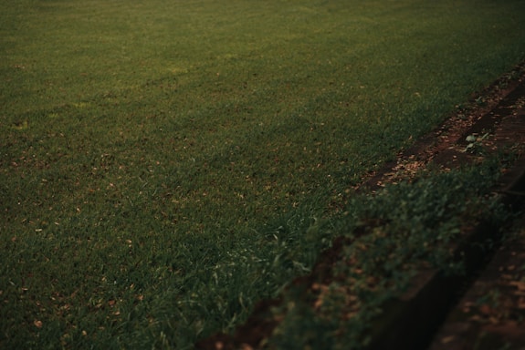A lush, green lawn extends across most of the image, with a slightly darker pathway or ledge visible along the right side. The grass is well-maintained and even, with a few scattered leaves adding texture to the scene.