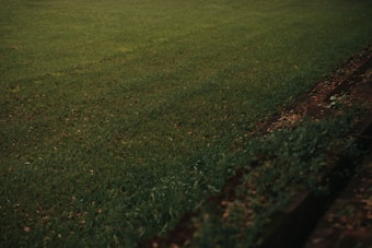 A lush, green lawn extends across most of the image, with a slightly darker pathway or ledge visible along the right side. The grass is well-maintained and even, with a few scattered leaves adding texture to the scene.
