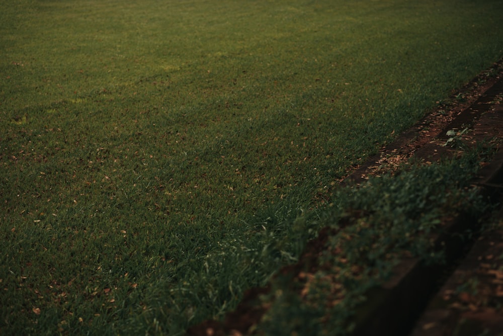 a person standing in a field with a frisbee