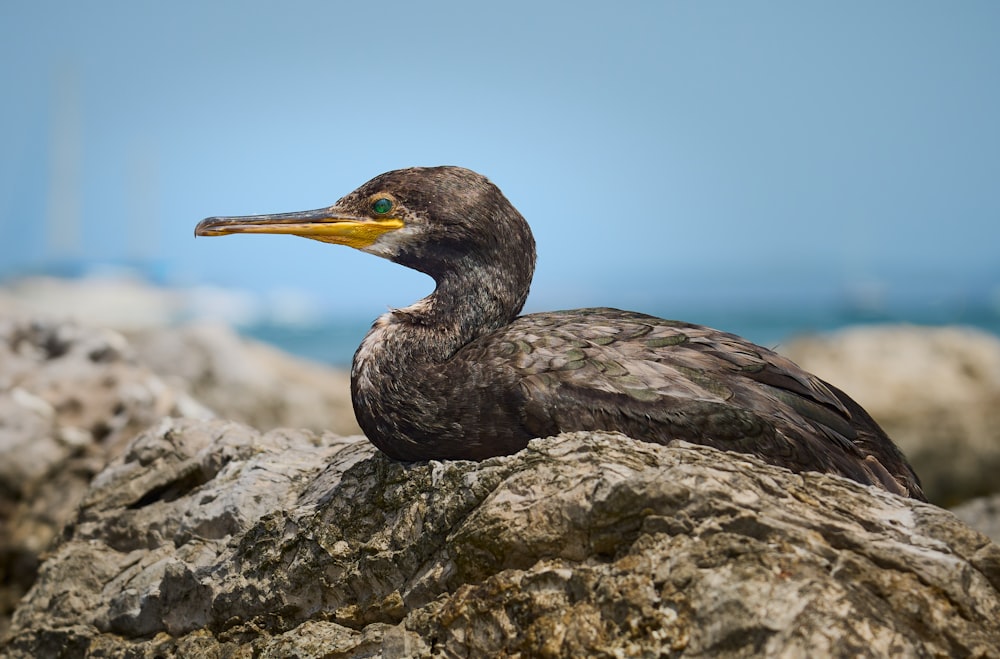 a bird sitting on top of a rock near the ocean