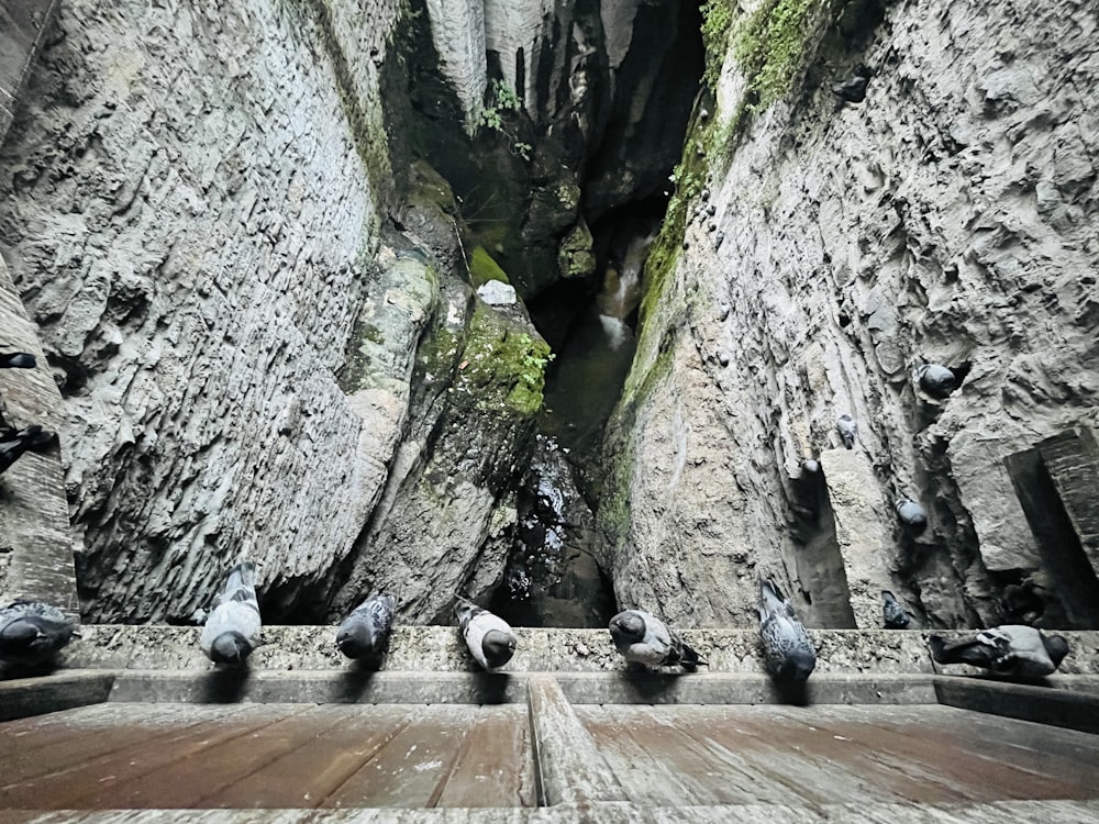 a group of birds sitting on top of a wooden bench