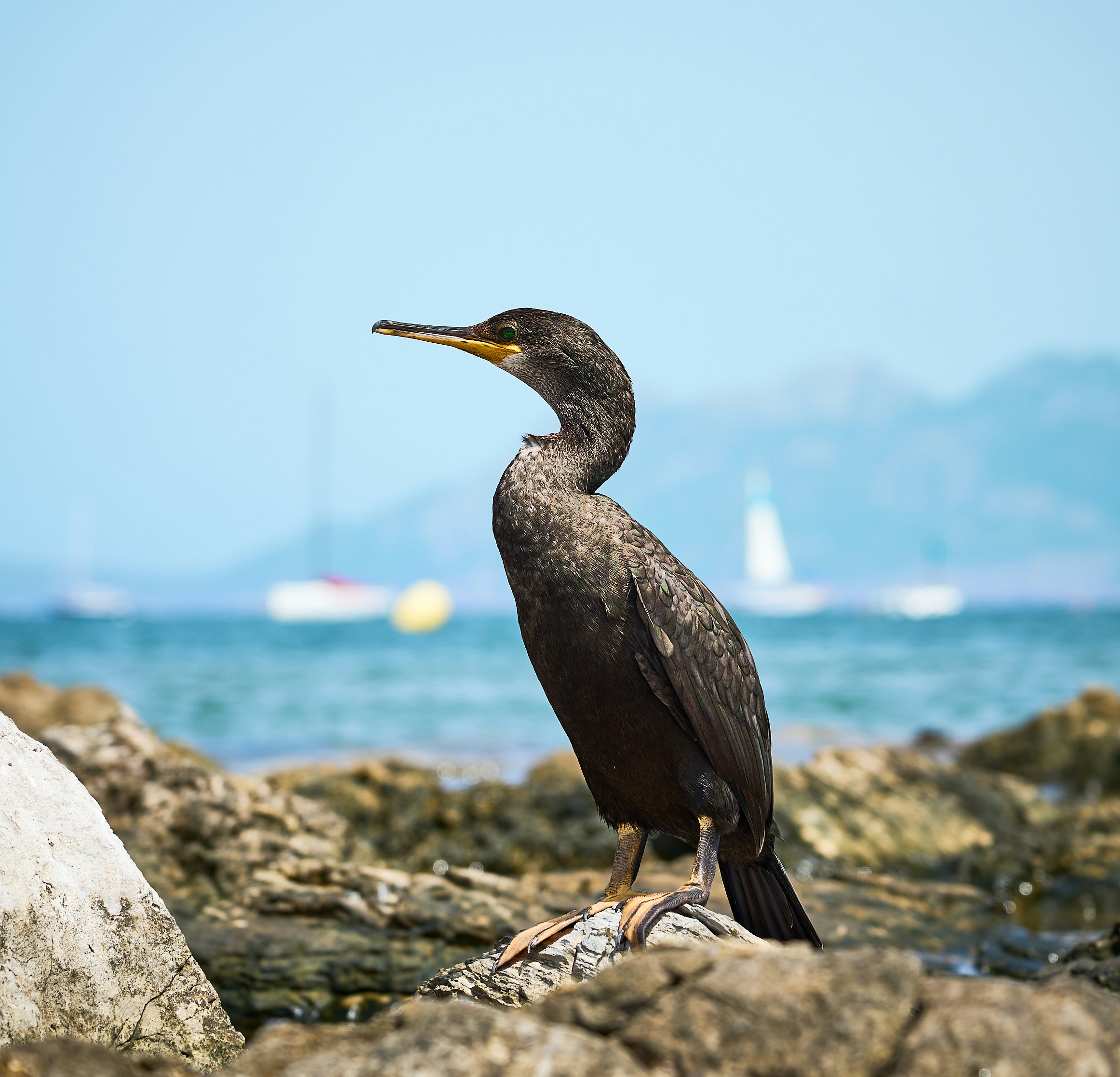 um pássaro sentado em uma rocha perto do oceano