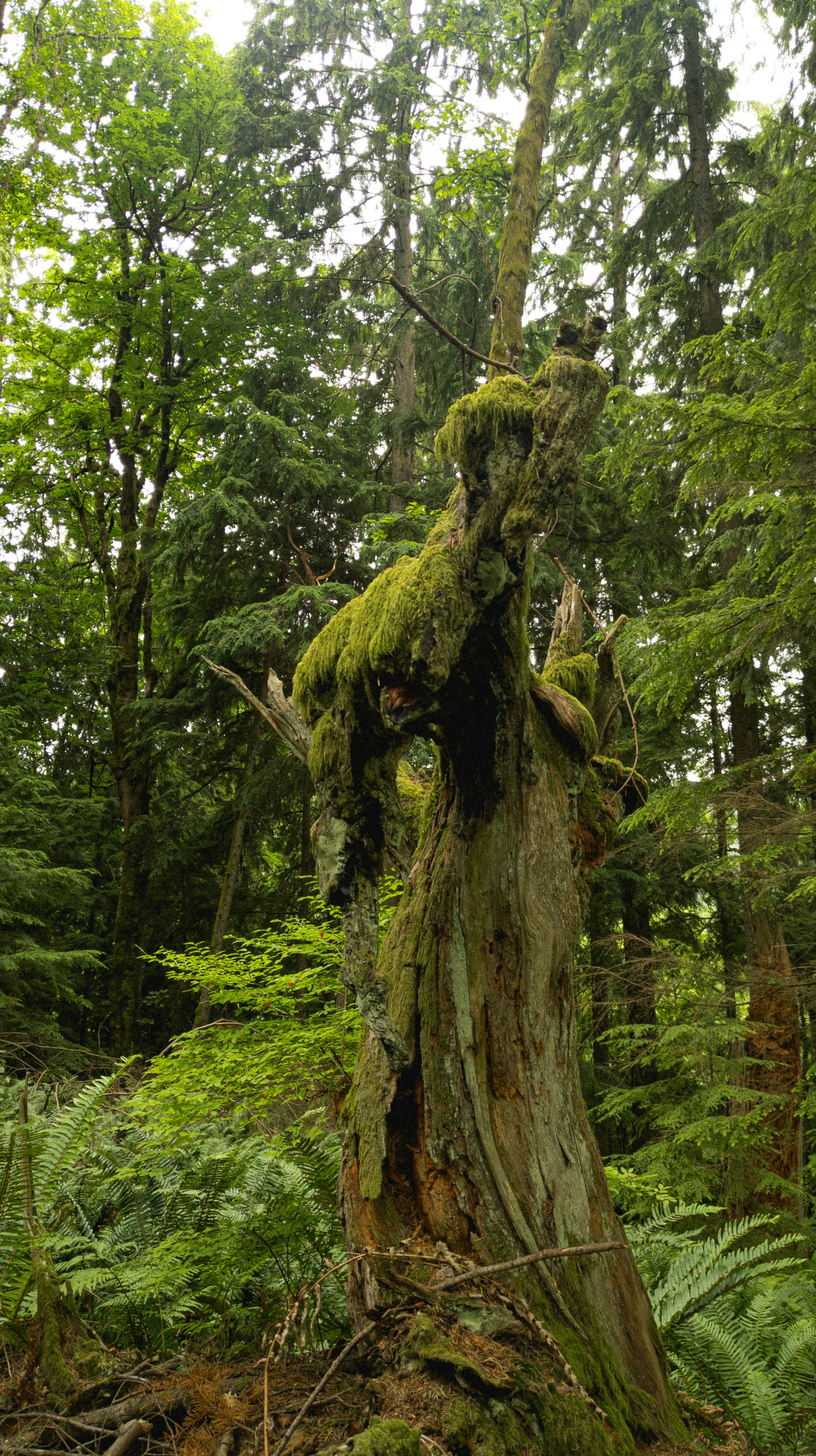 a tree stump with moss growing on it in a forest