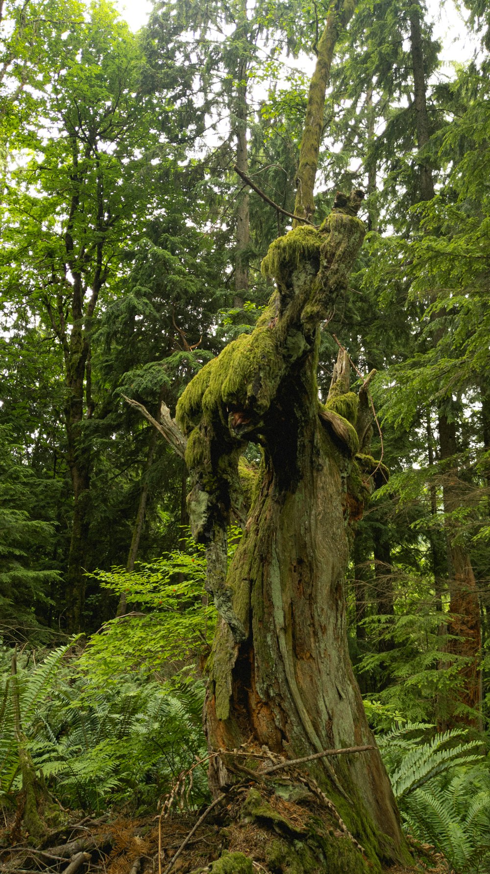 森の中で苔が生えている木の切り株