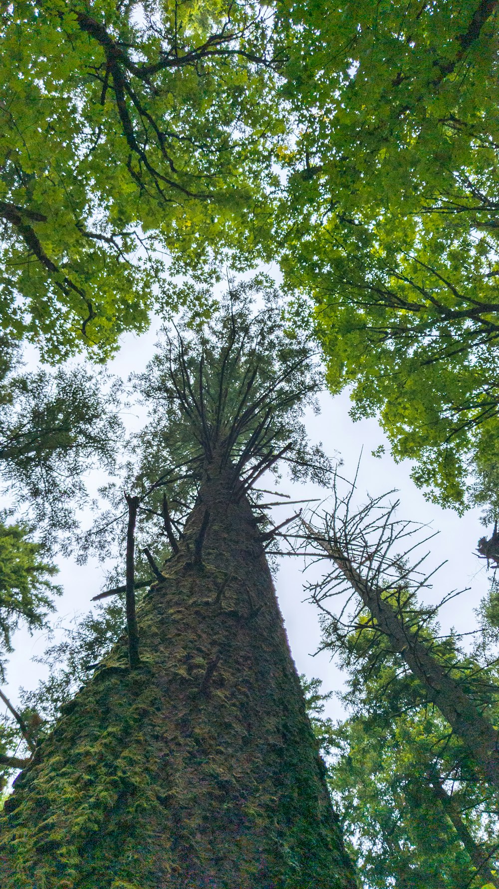 a very tall tree in the middle of a forest