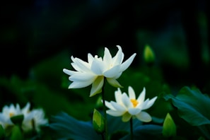 Close-up of a lotus flower arrangement placed respectfully near the temple altar