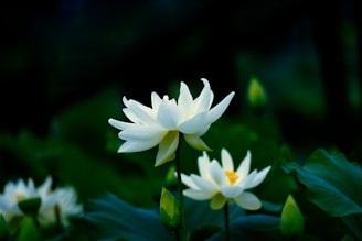 Close-up of a lotus flower arrangement placed respectfully near the temple altar