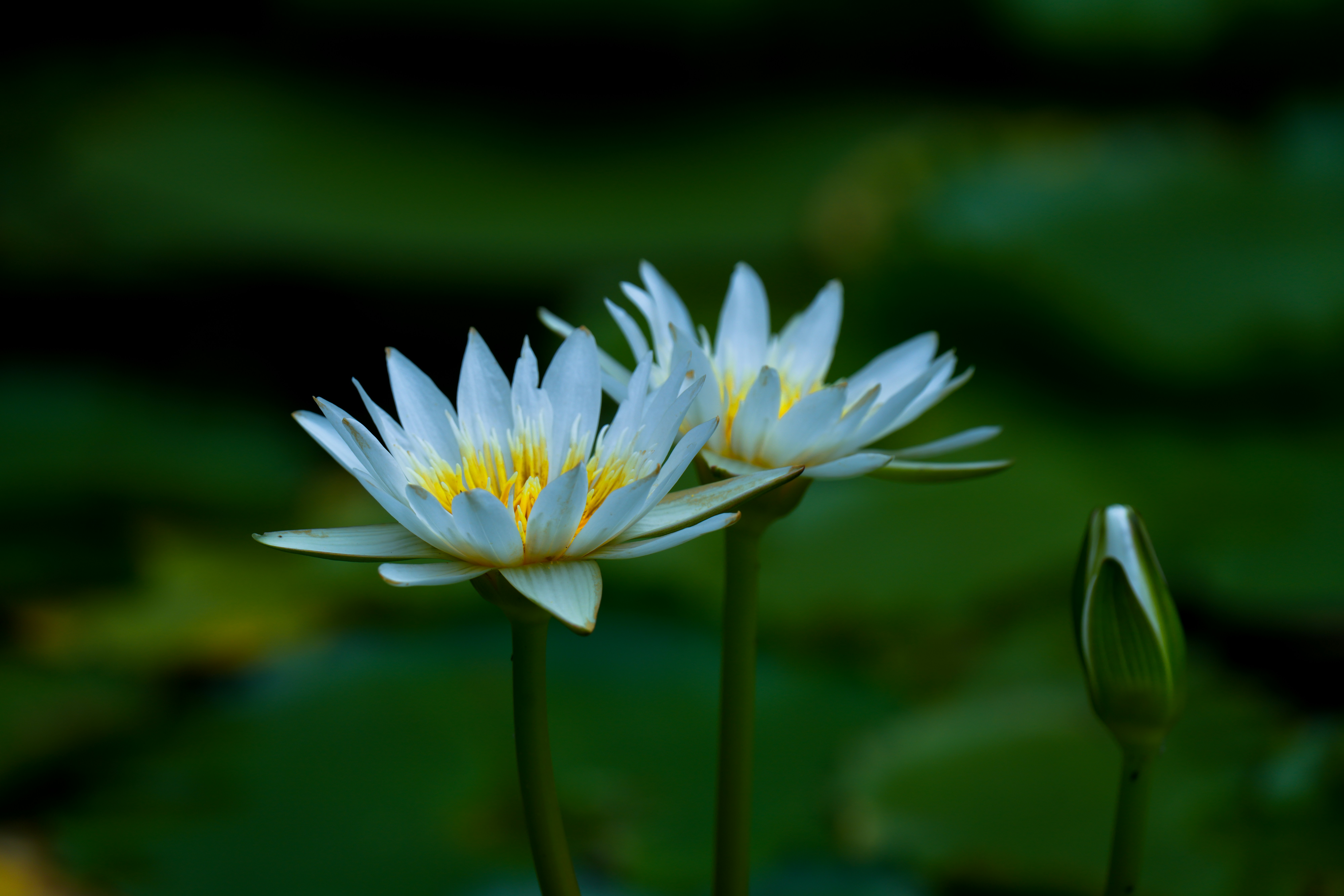 Photo by kim_dae_jeung