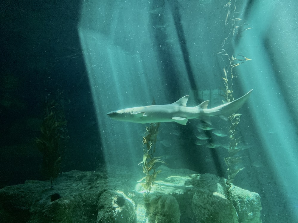 a shark swimming in a large aquarium filled with water