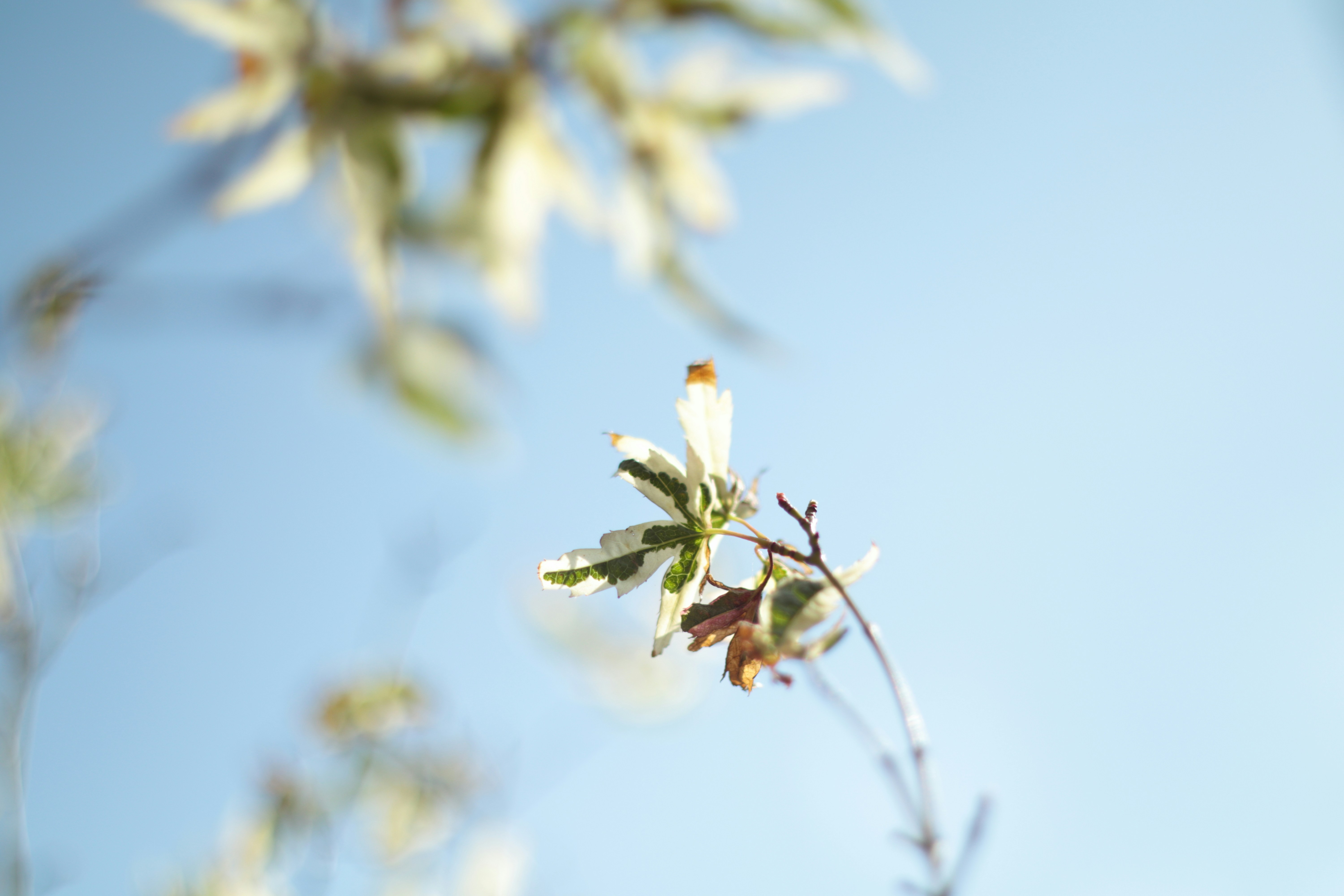 Photo by takatsuchida