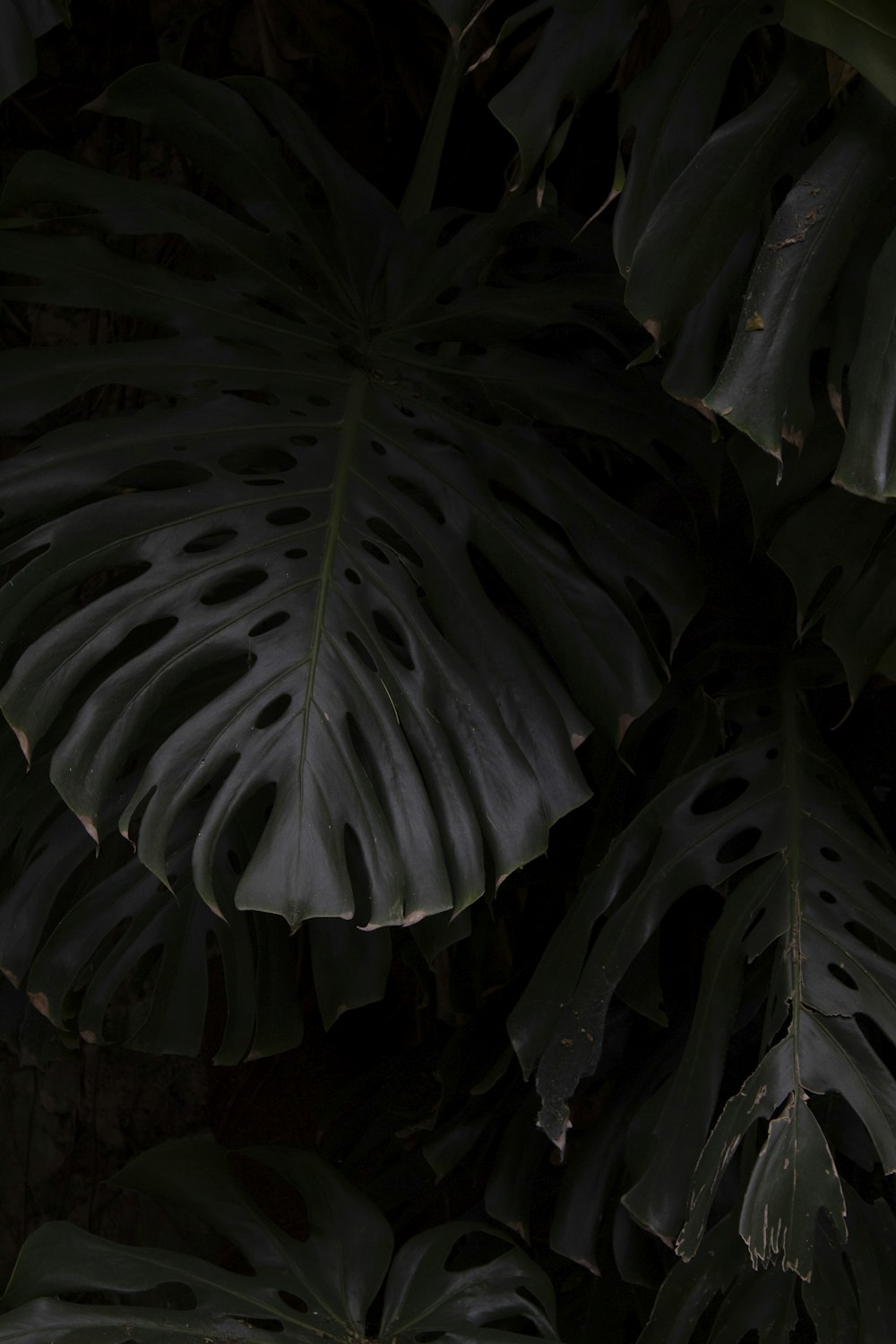 a close up of a plant with large leaves