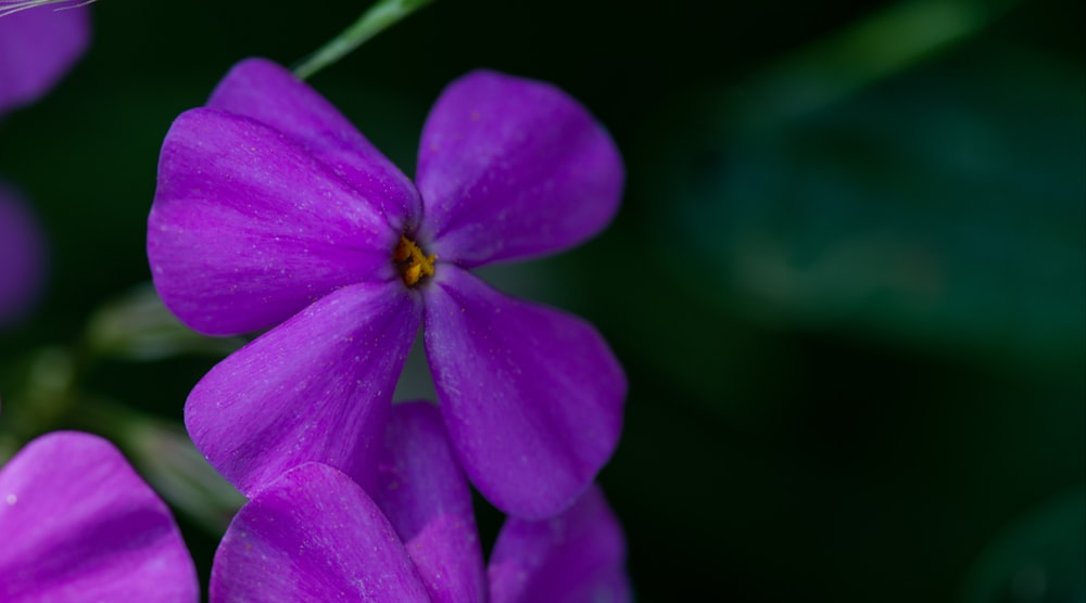 um close up de flores roxas com um fundo verde