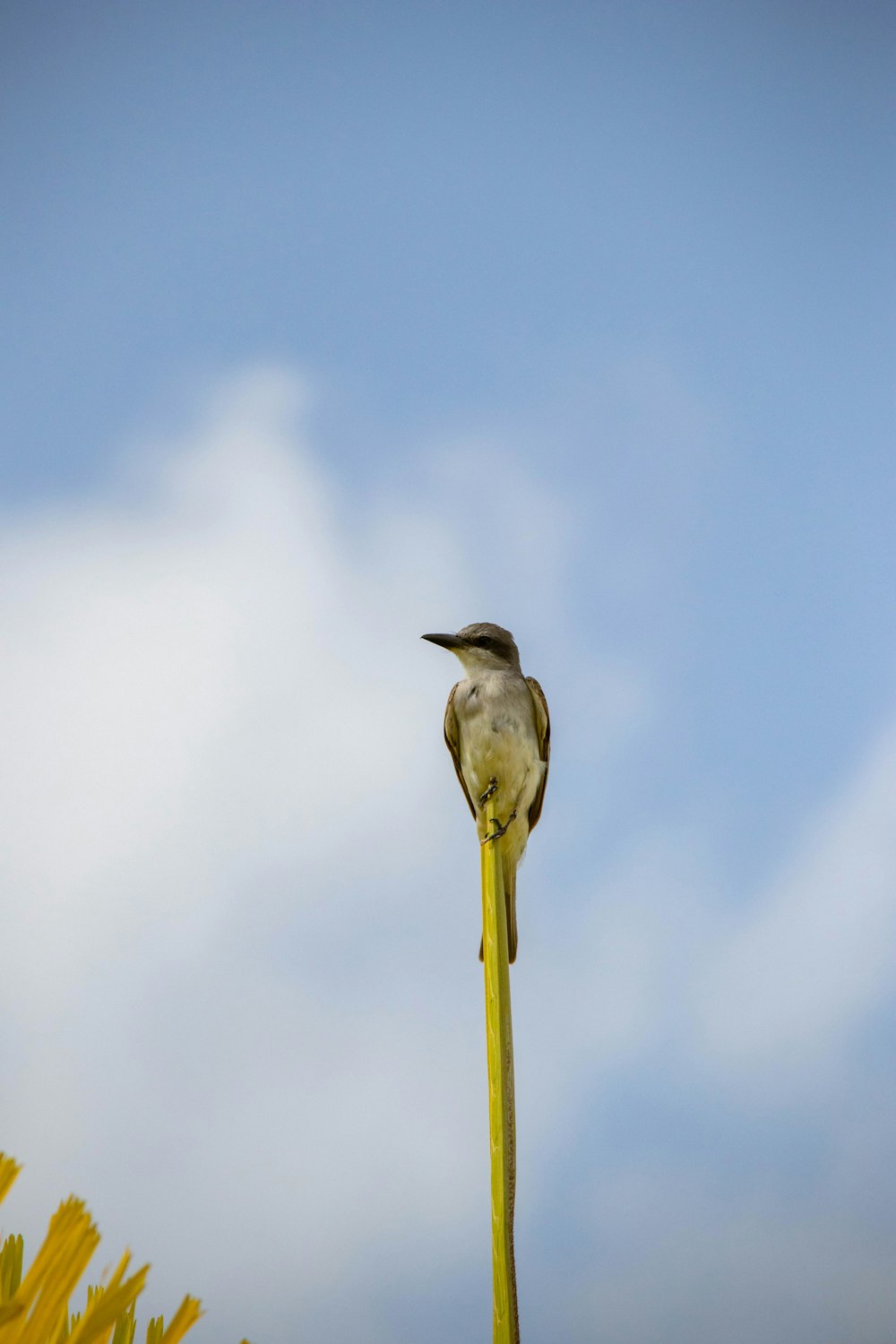 a bird sitting on top of a yellow pole