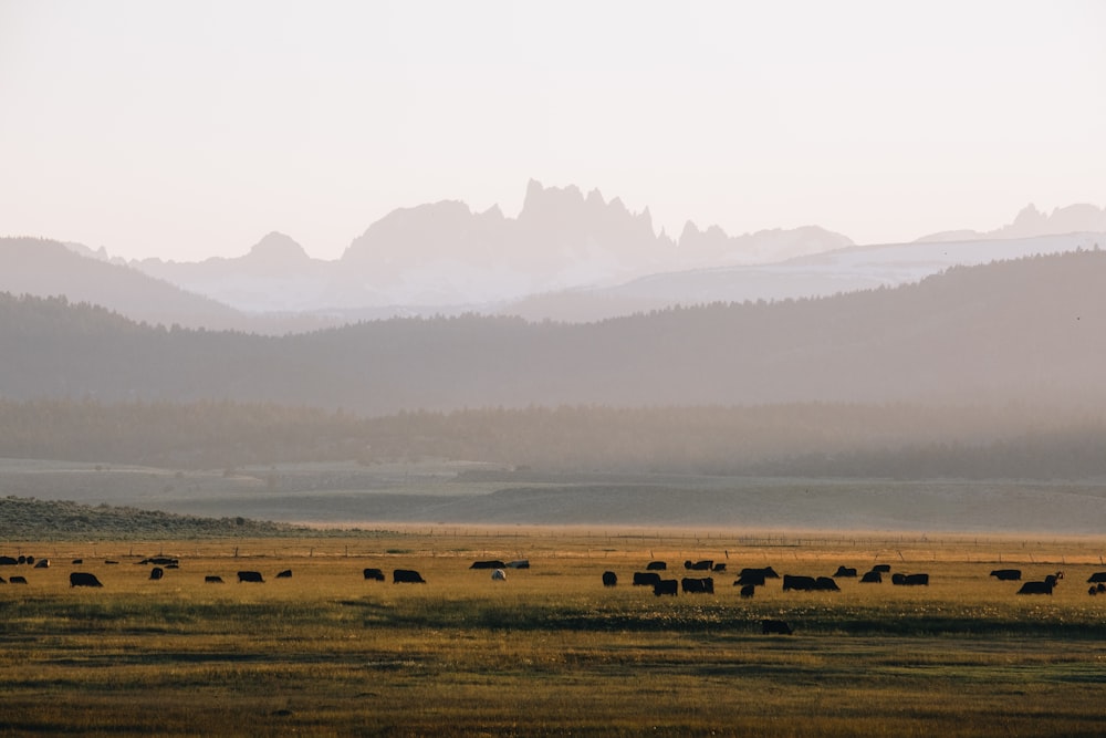 a herd of cattle grazing on a grass covered field