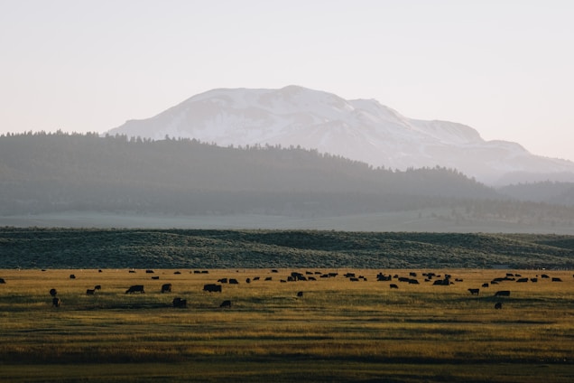 A panoramic view of the Ybyturuzu mountain range with cattle grazing peacefully in the foreground.