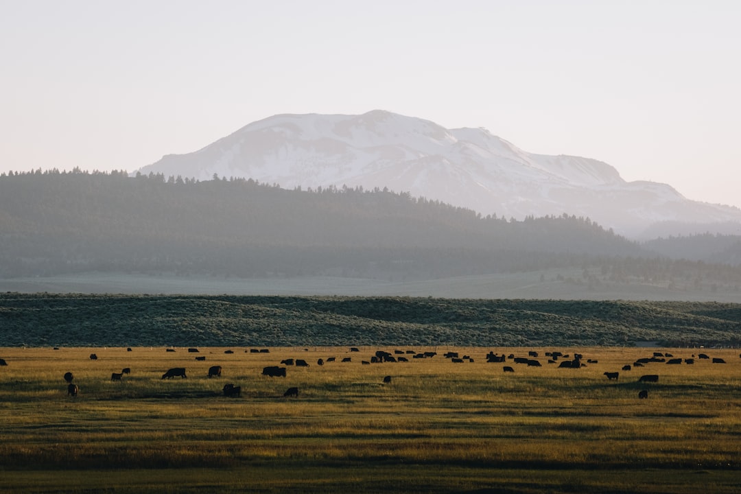 a herd of cattle grazing in a field with a mountain in the background,