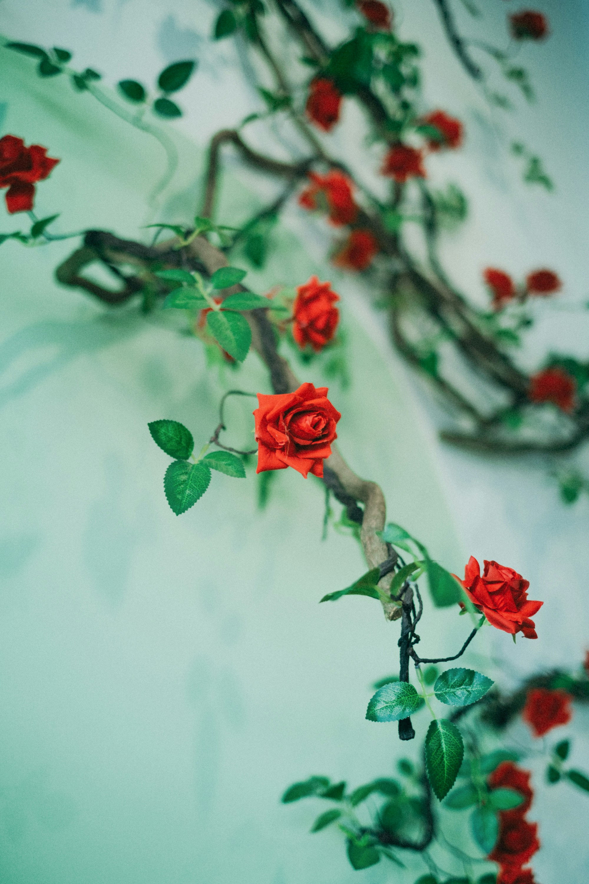 Photo by nguyentrungnguyen