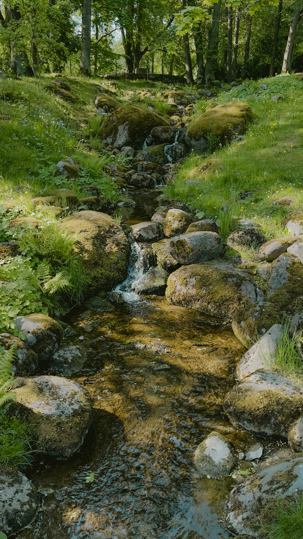 a stream running through a lush green forest