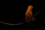 An orange-colored bird with a distinctive crest sits perched on a slender branch against a dark background, highlighting its vibrant feathers.