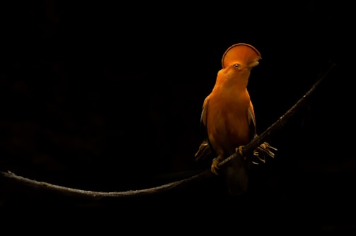 An orange-colored bird with a distinctive crest sits perched on a slender branch against a dark background, highlighting its vibrant feathers.