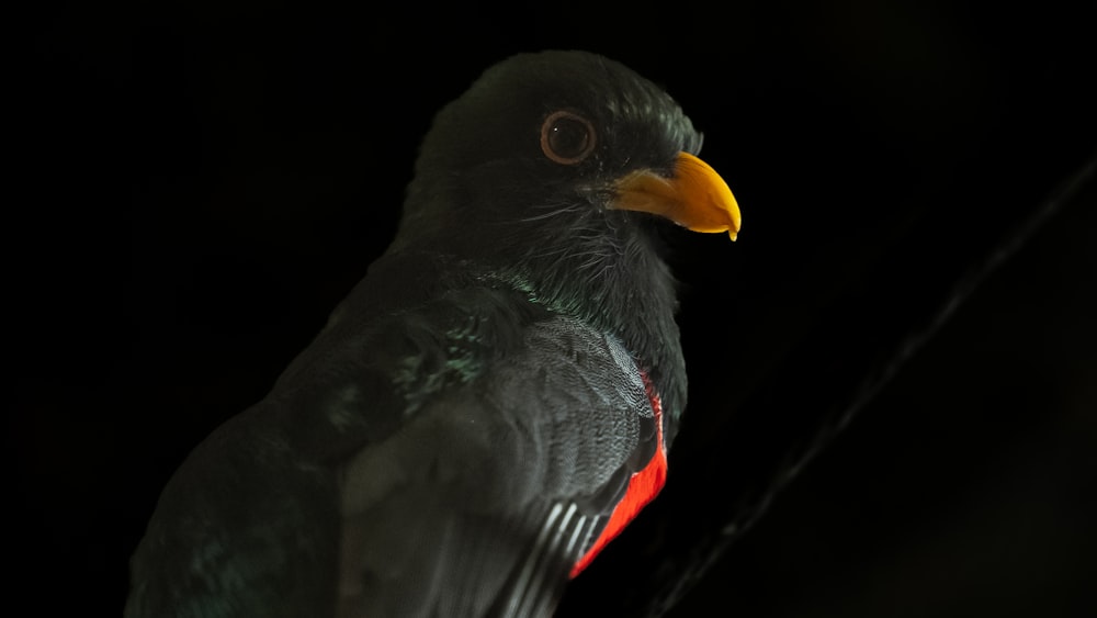 a close up of a bird with a black background
