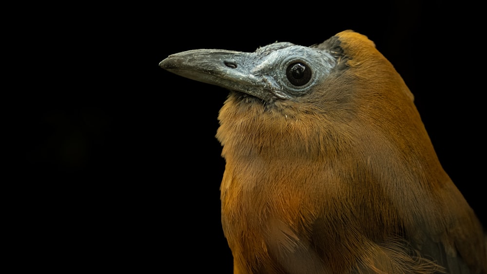 Un primo piano di un uccello con uno sfondo nero