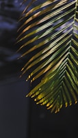 Close-up of a traditional palm leaf manuscript illuminated by warm sunlight.