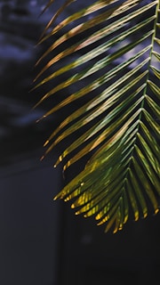 Close-up of a traditional palm leaf manuscript illuminated by warm sunlight.