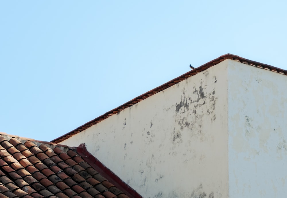 a bird is perched on the roof of a building